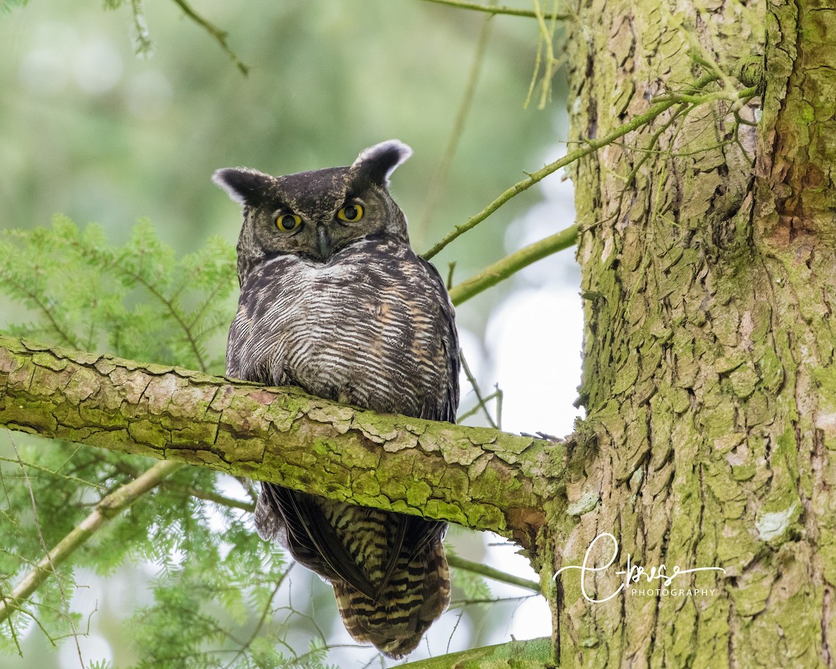 Great Horned Owl - Angela Calabrese