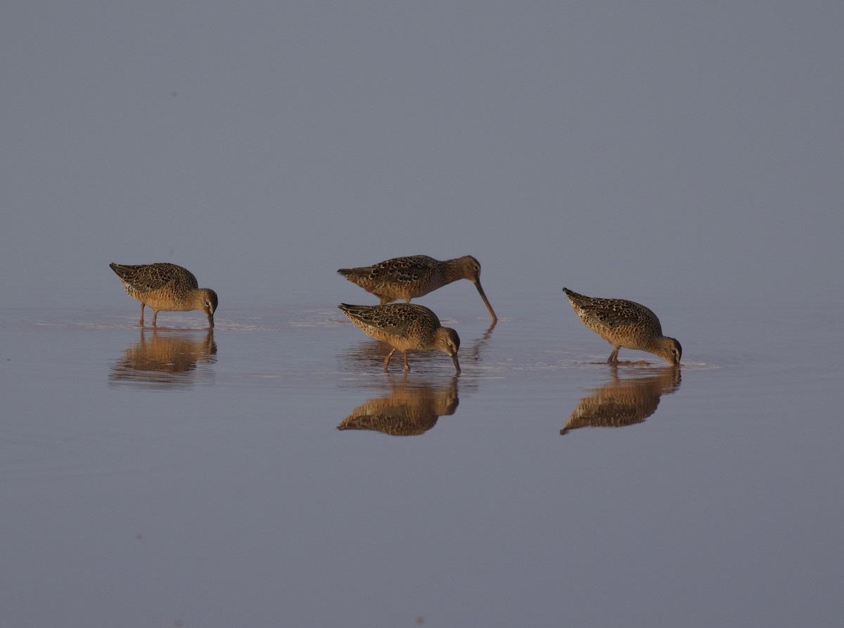 Long-billed Dowitcher - ML100053831