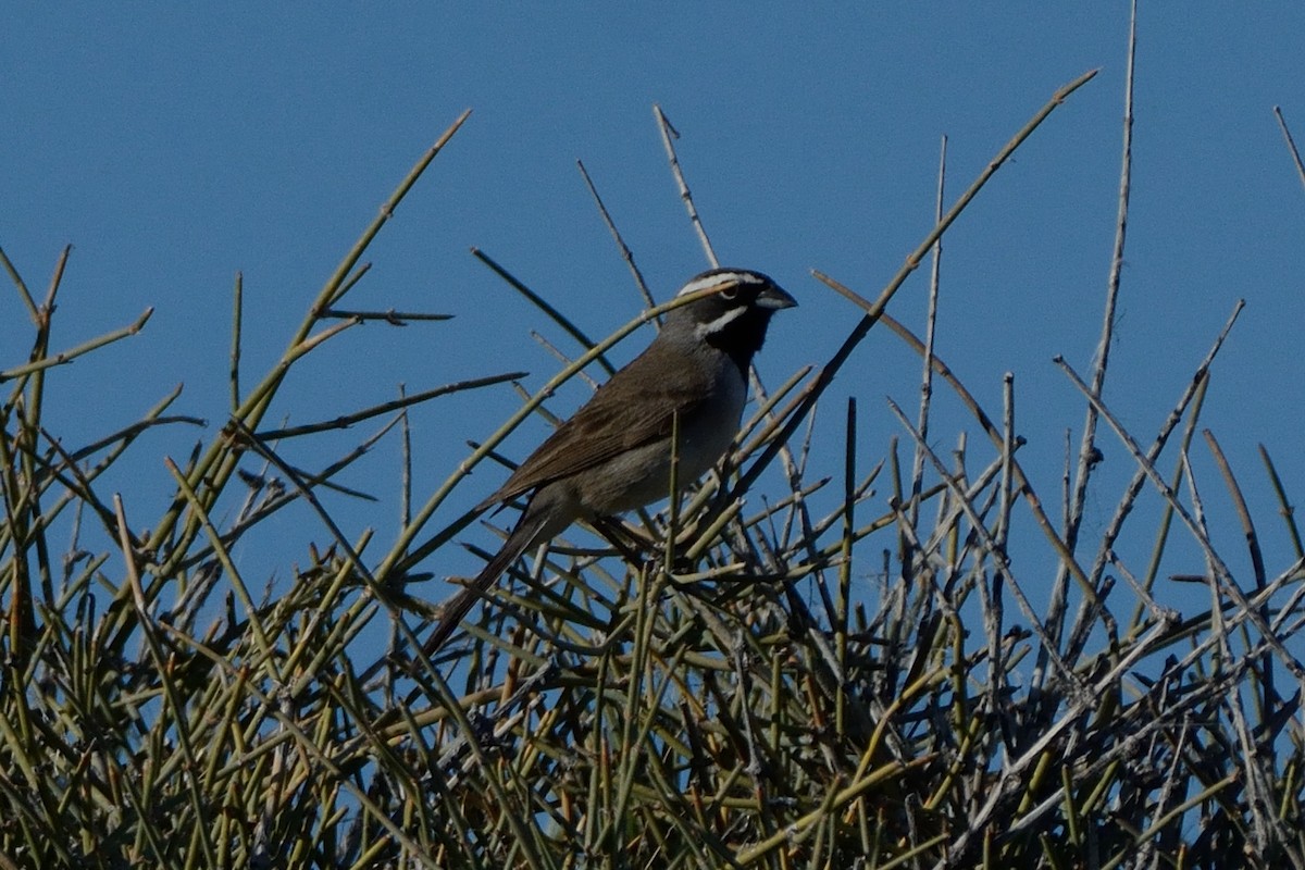 Black-throated Sparrow - Richard Gray