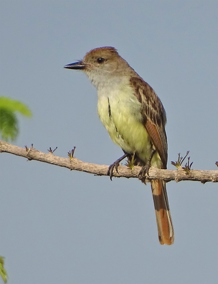 Brown-crested Flycatcher - Alfonso Auerbach