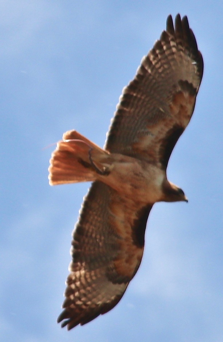 Red-tailed Hawk - ML100064821