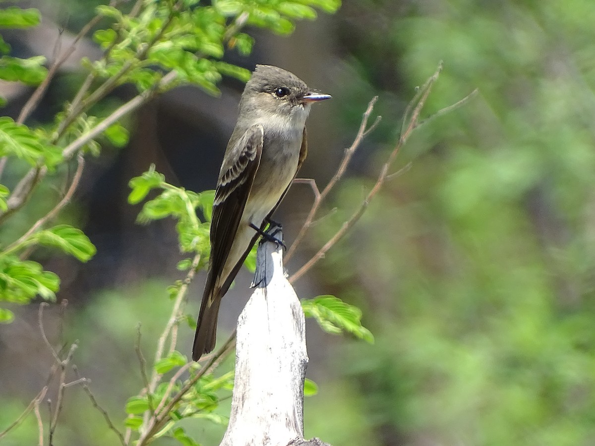 Eastern Wood-Pewee - Alfonso Auerbach