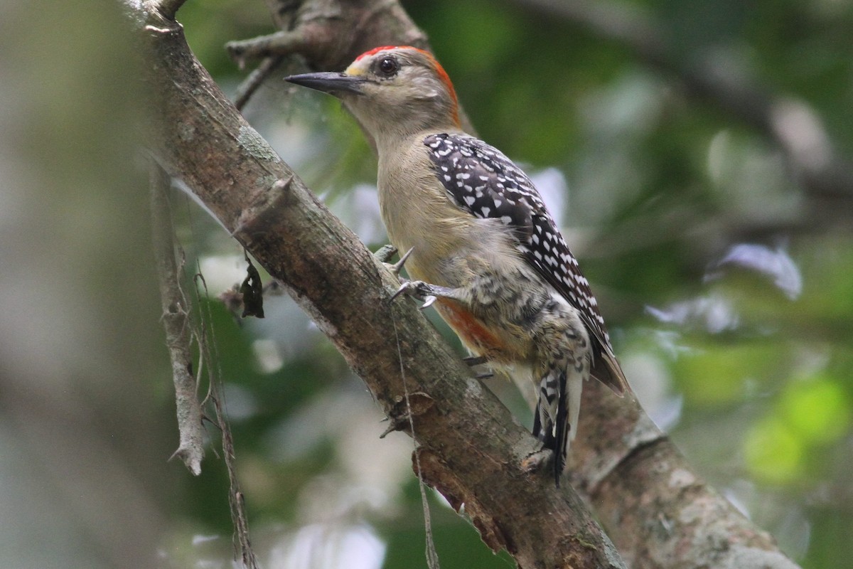 Red-crowned Woodpecker - Jay Huila Balvin