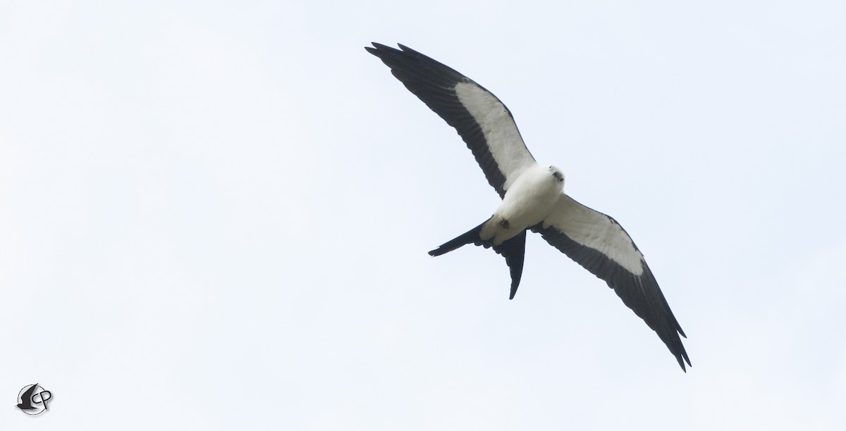 Swallow-tailed Kite - Caleb Putnam