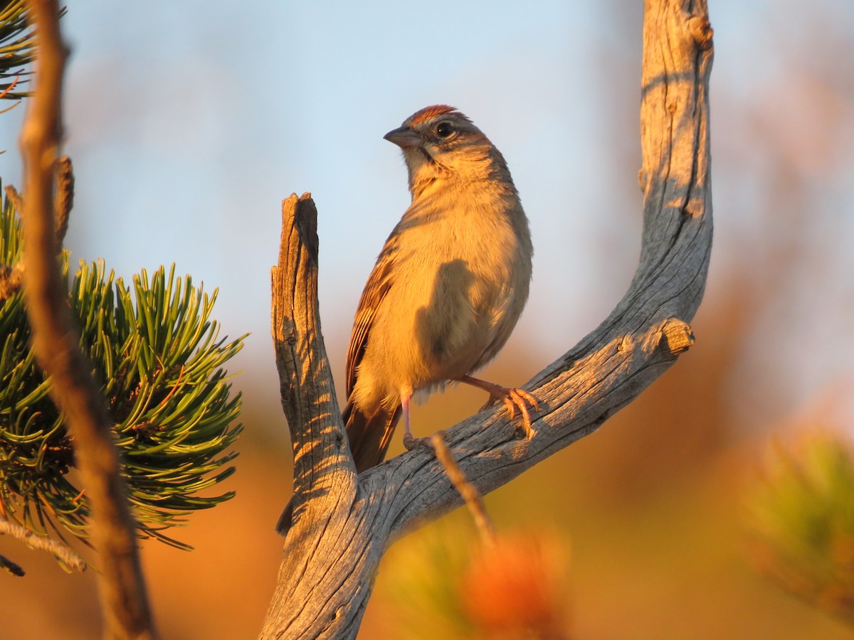 Rufous-crowned Sparrow - Austin Jones