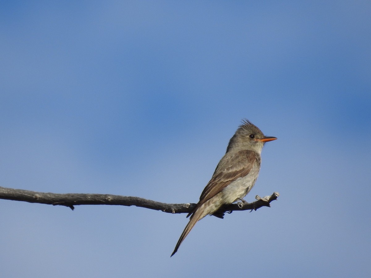 Greater Pewee - Kay Zagst