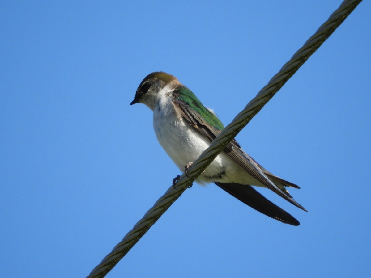 Violet-green Swallow - ML100086661