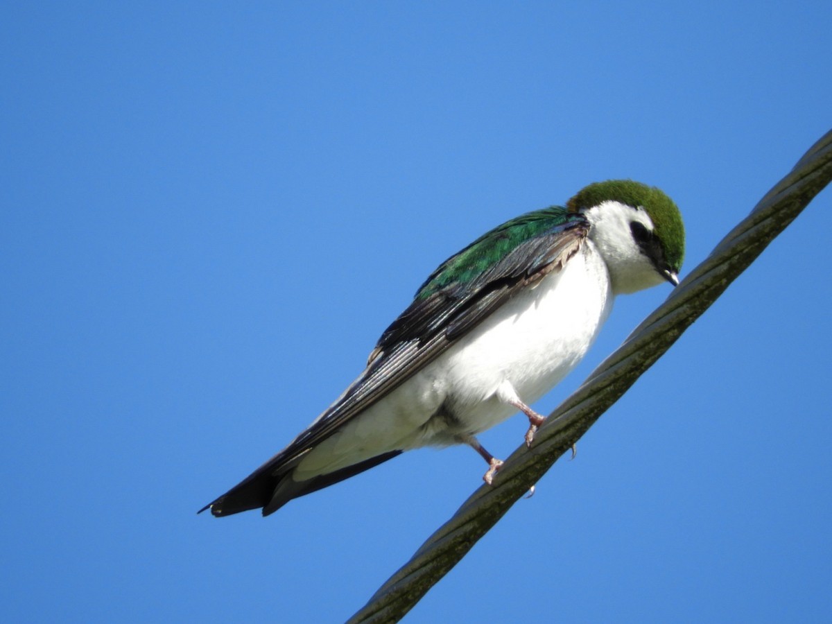 Violet-green Swallow - ML100086711