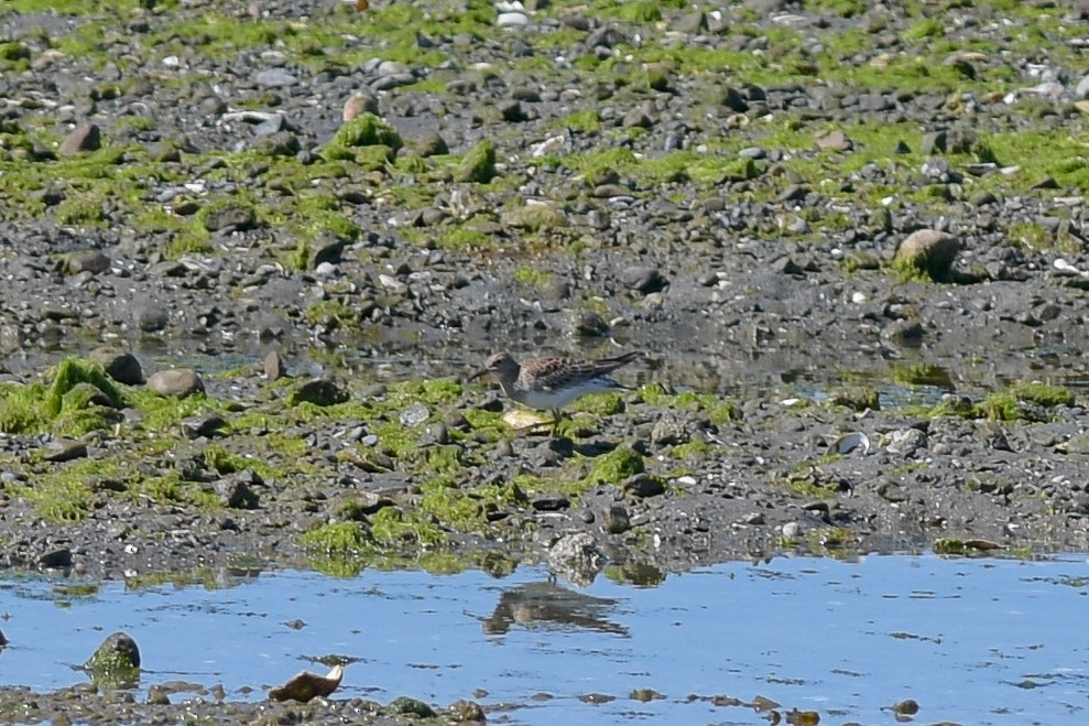 Pectoral Sandpiper - Mike Charest