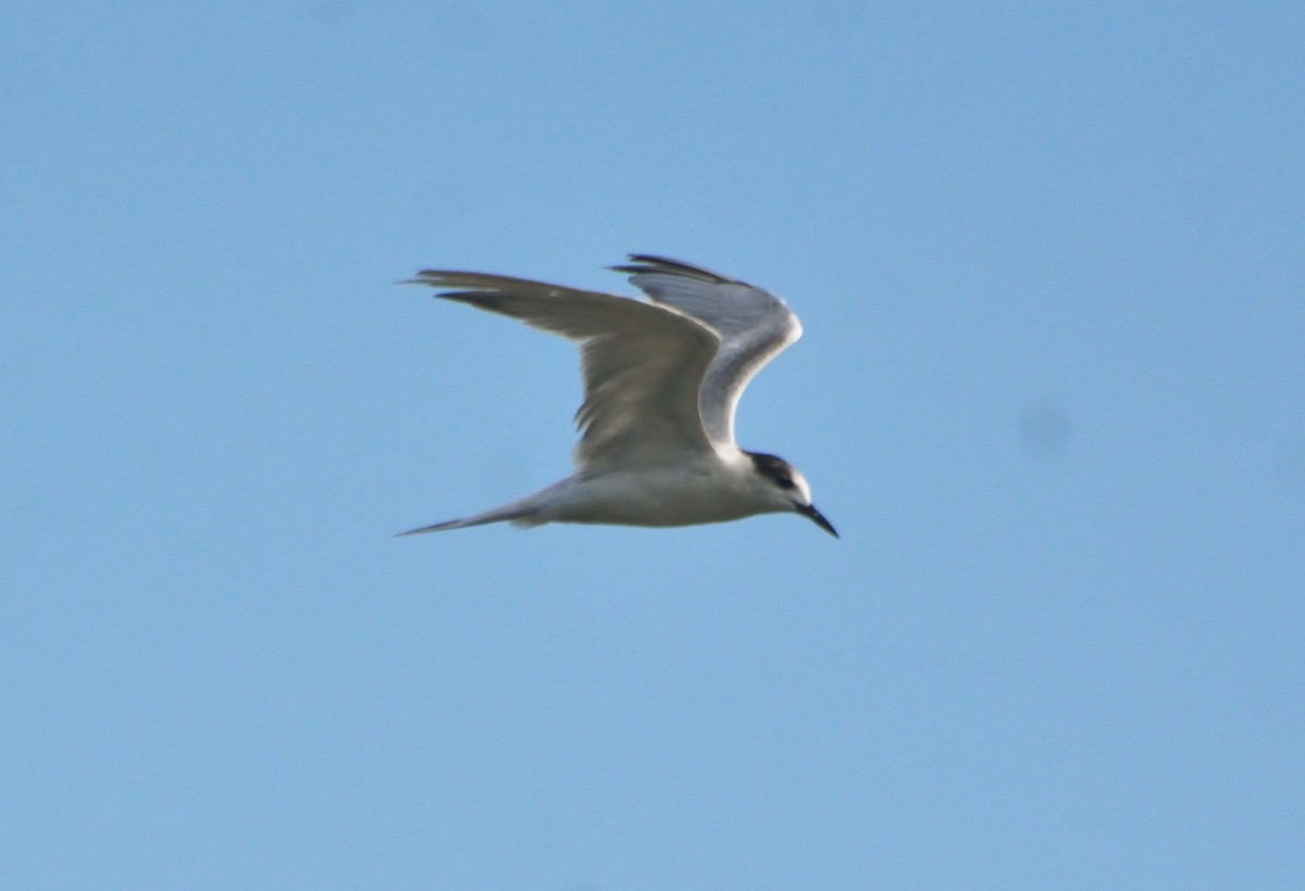 Common Tern - Orlando Jarquín