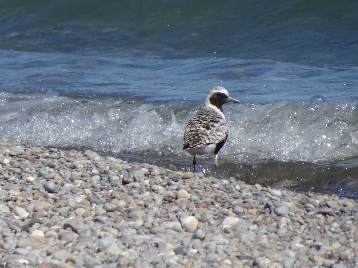 Black-bellied Plover - Thomas Ouchterlony