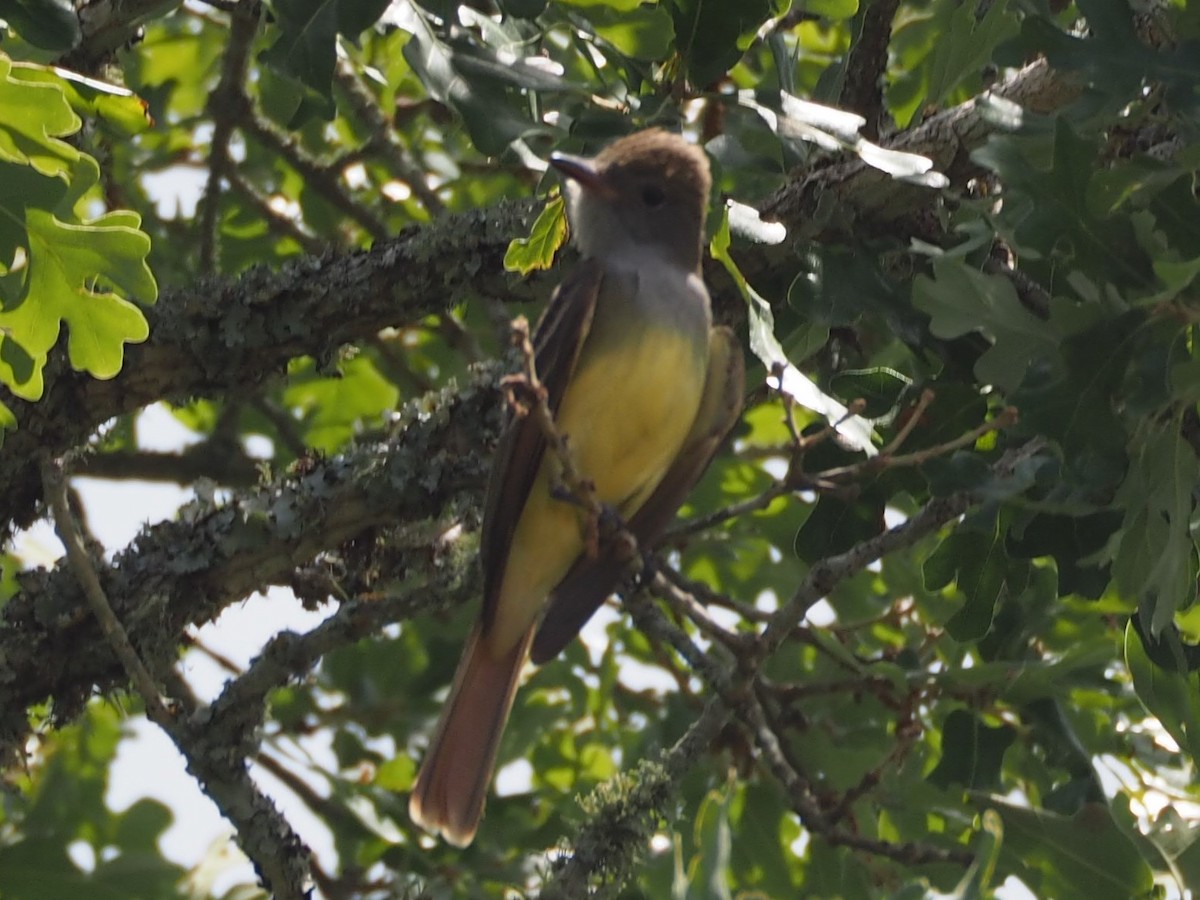 Great Crested Flycatcher - ML100090911