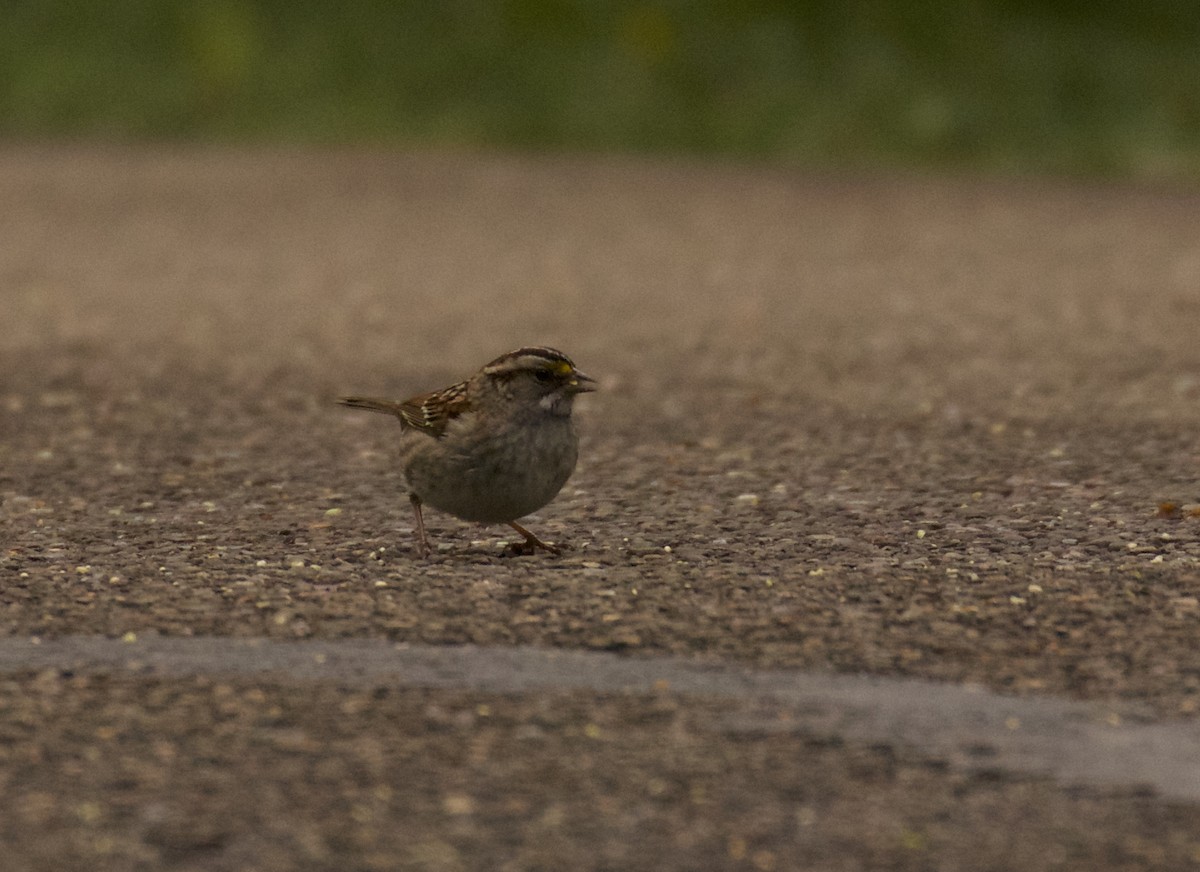 White-throated Sparrow - Dan Roth
