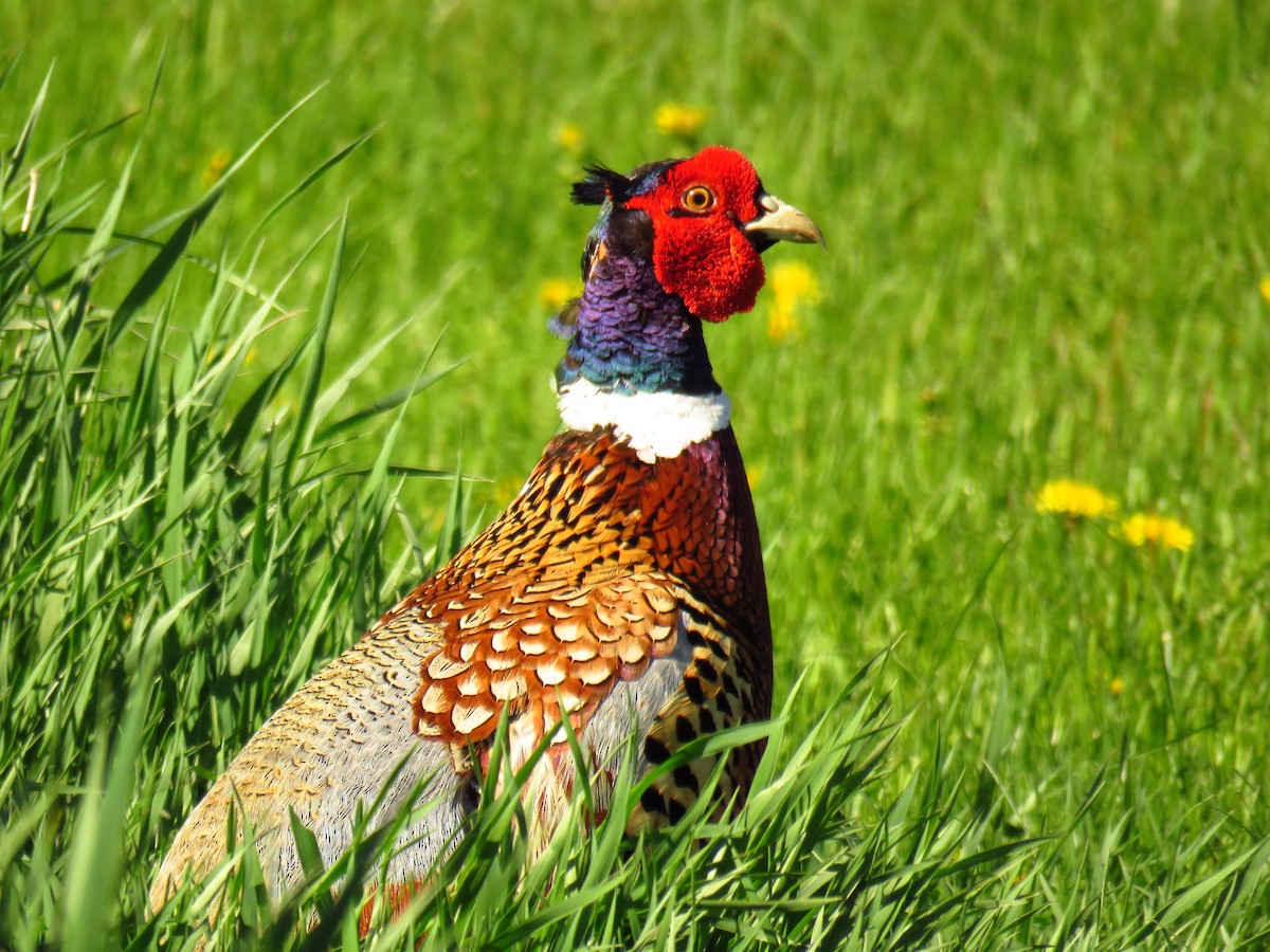 Ring-necked Pheasant - Andy de Champlain
