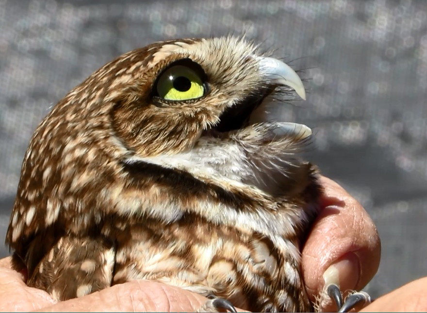 Burrowing Owl - ML100106191