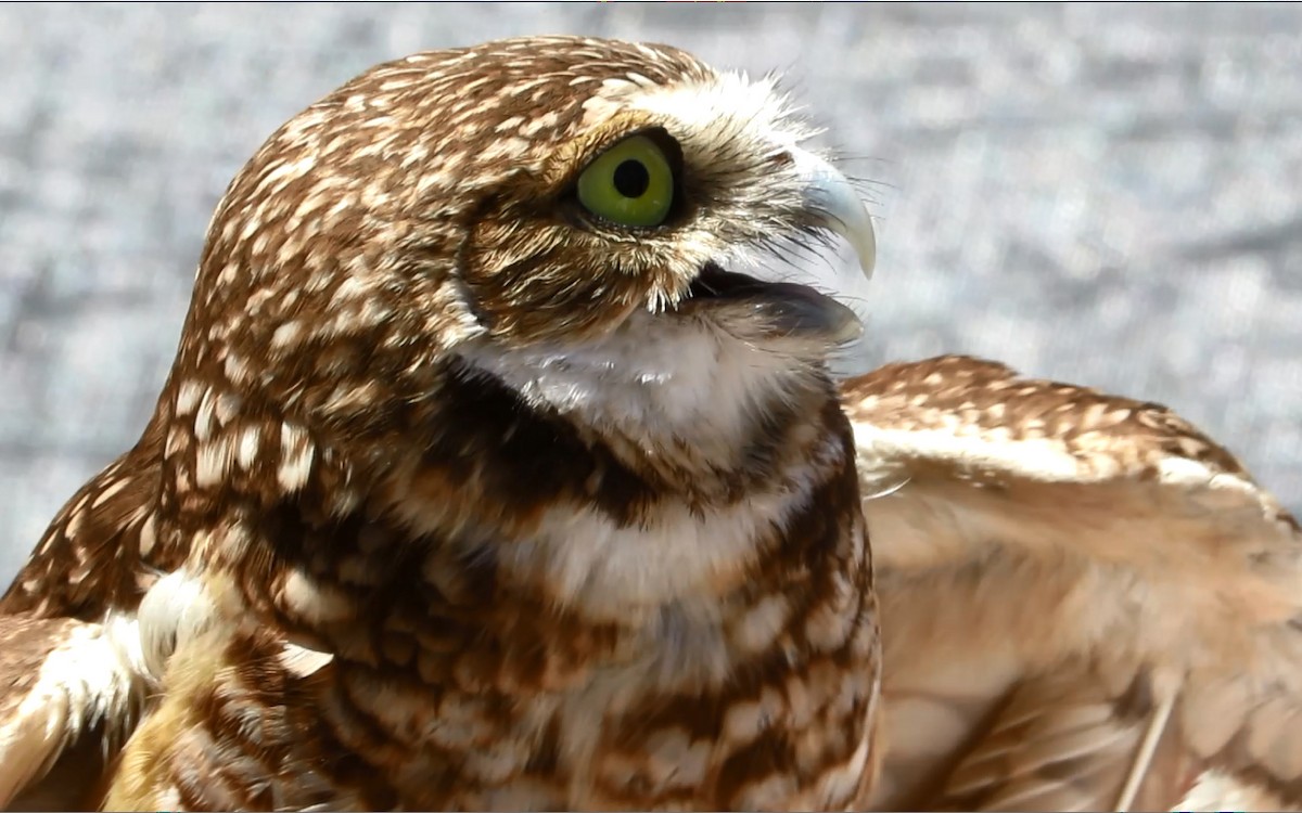 Burrowing Owl - ML100106211