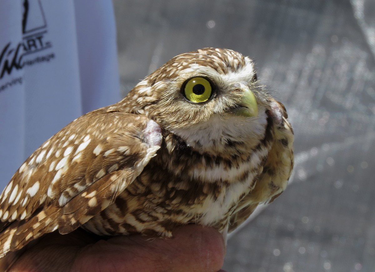 Burrowing Owl - ML100106281