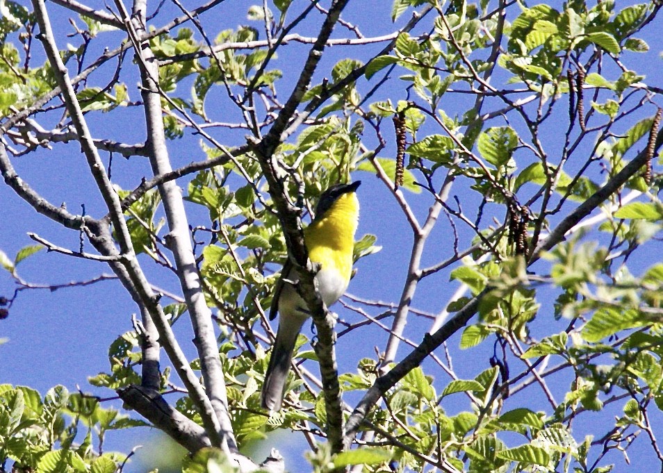 Yellow-breasted Chat - ML100106751