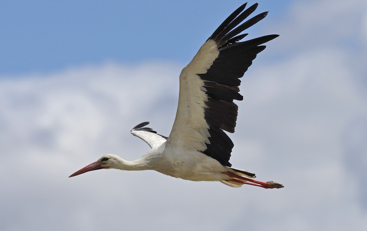 White Stork - ML100108411