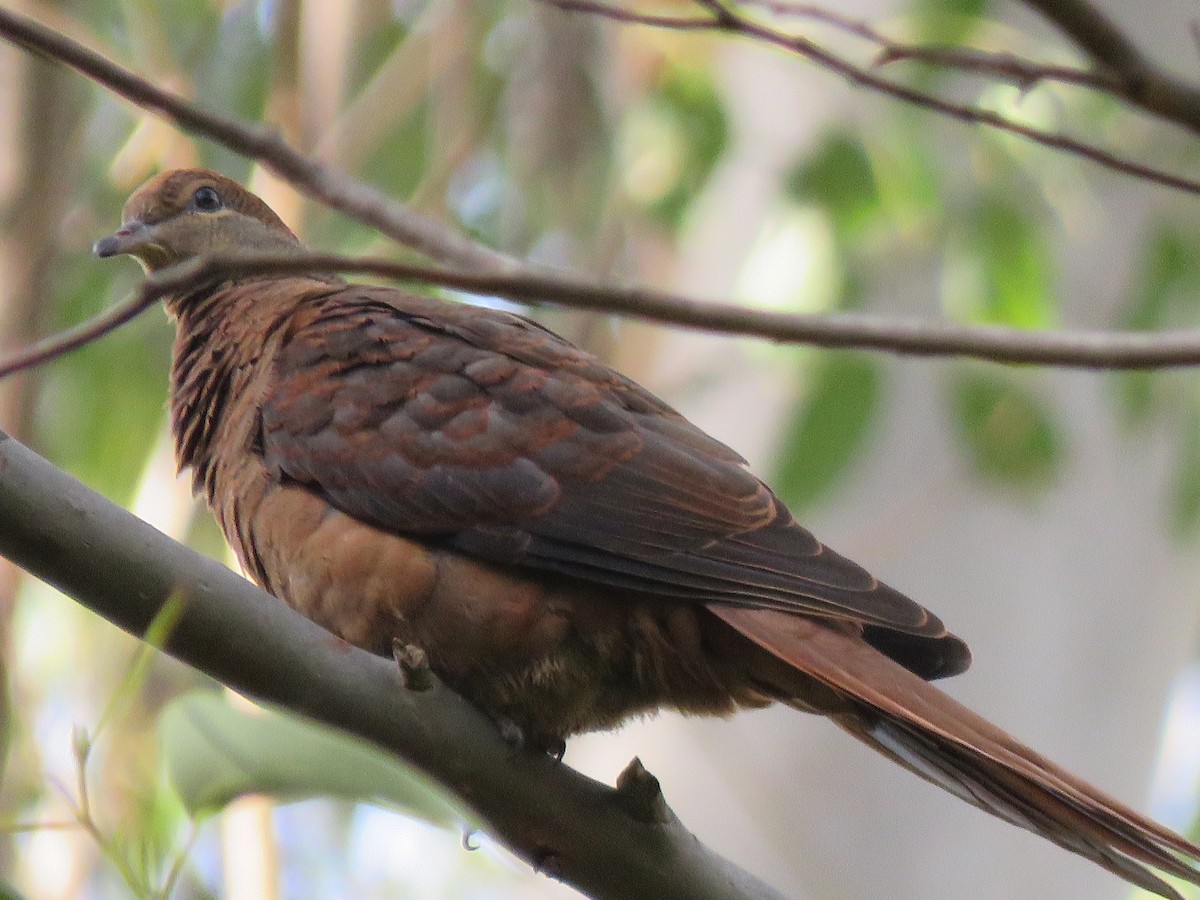 Brown Cuckoo-Dove - ML100109031