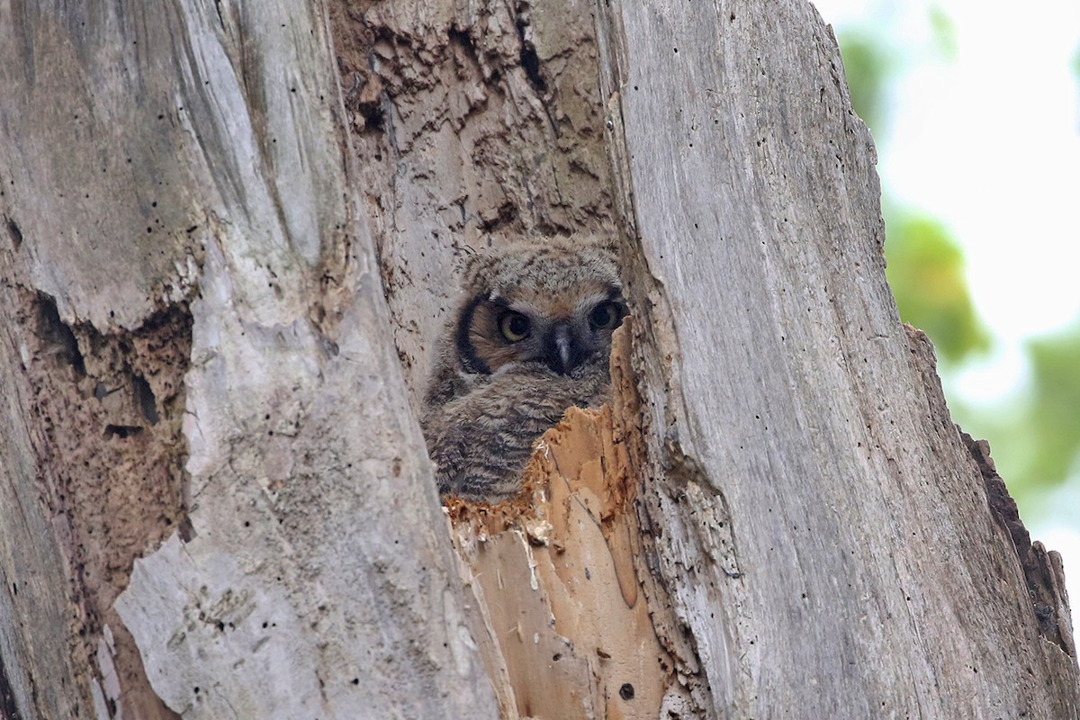 Great Horned Owl - ML100111741