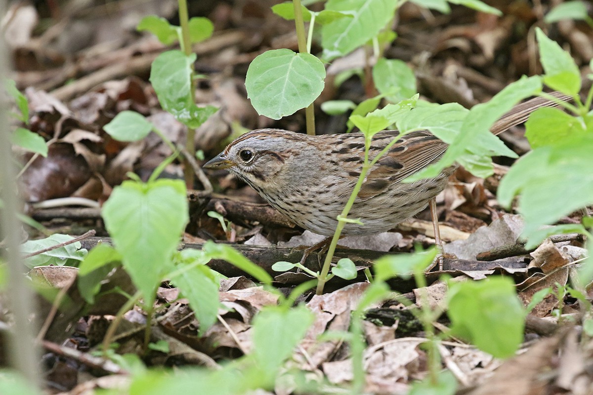 Lincoln's Sparrow - Charley Hesse TROPICAL BIRDING