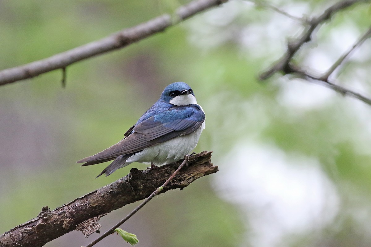 Tree Swallow - Charley Hesse TROPICAL BIRDING