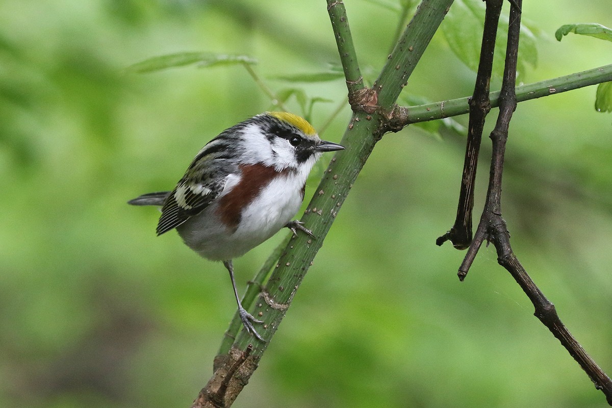 Chestnut-sided Warbler - Charley Hesse TROPICAL BIRDING