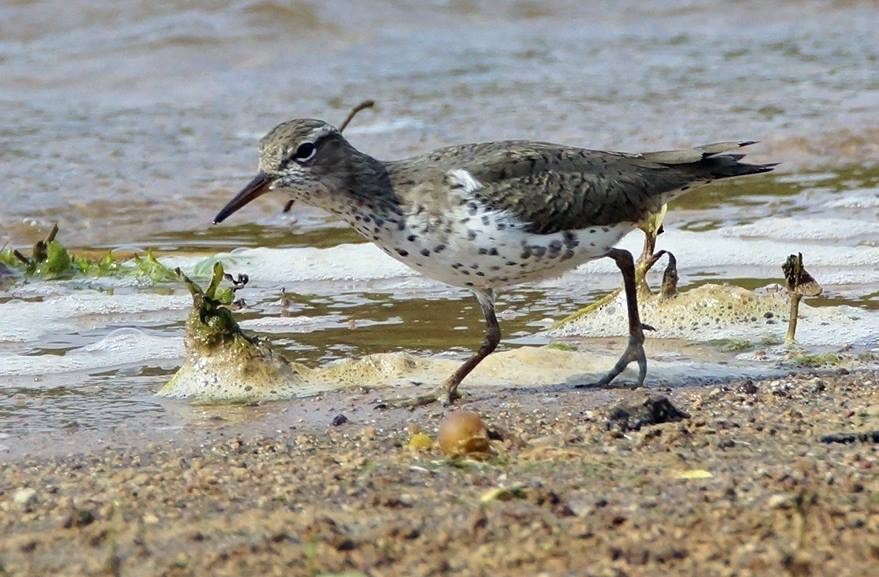Spotted Sandpiper - Calvin Rees