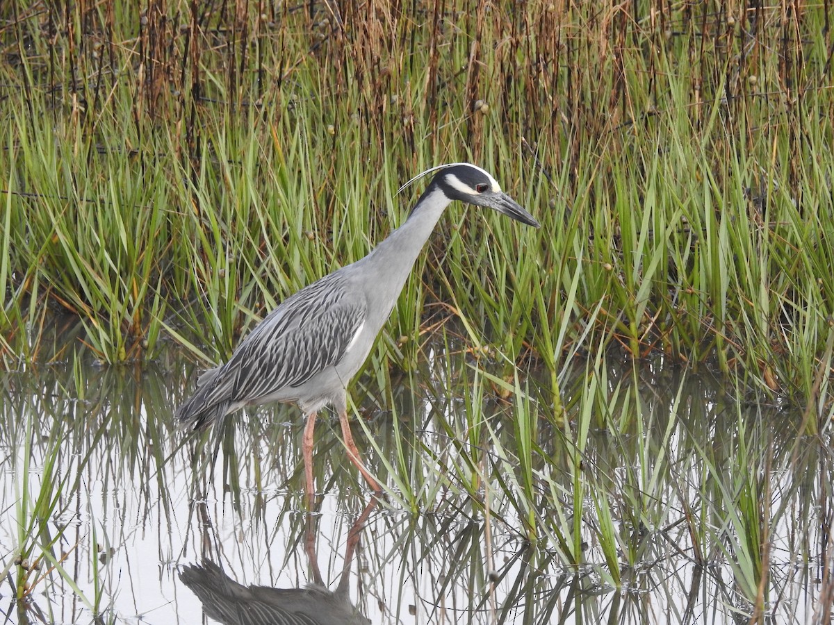 Yellow-crowned Night Heron - Charles Donnelly