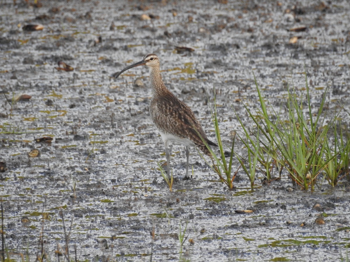 Whimbrel - Charles Donnelly