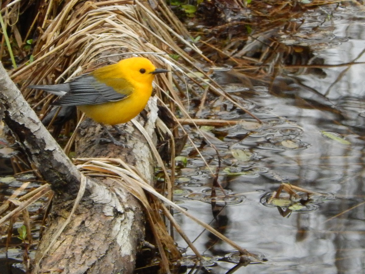 Prothonotary Warbler - ML100115881