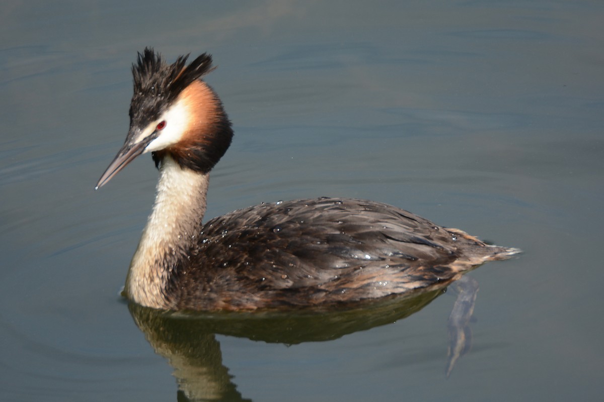 Great Crested Grebe - James Darling