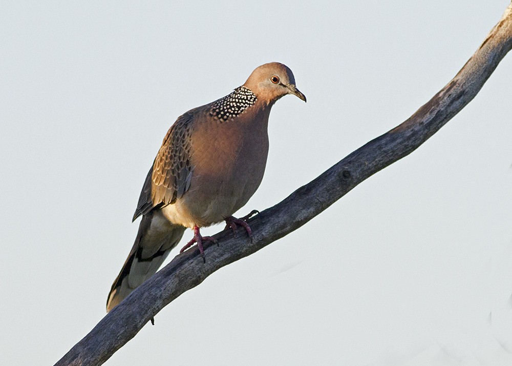 Spotted Dove - Stephen Murray