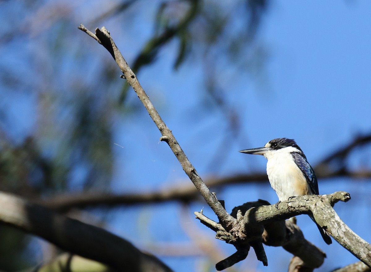 Forest Kingfisher - ML100119531