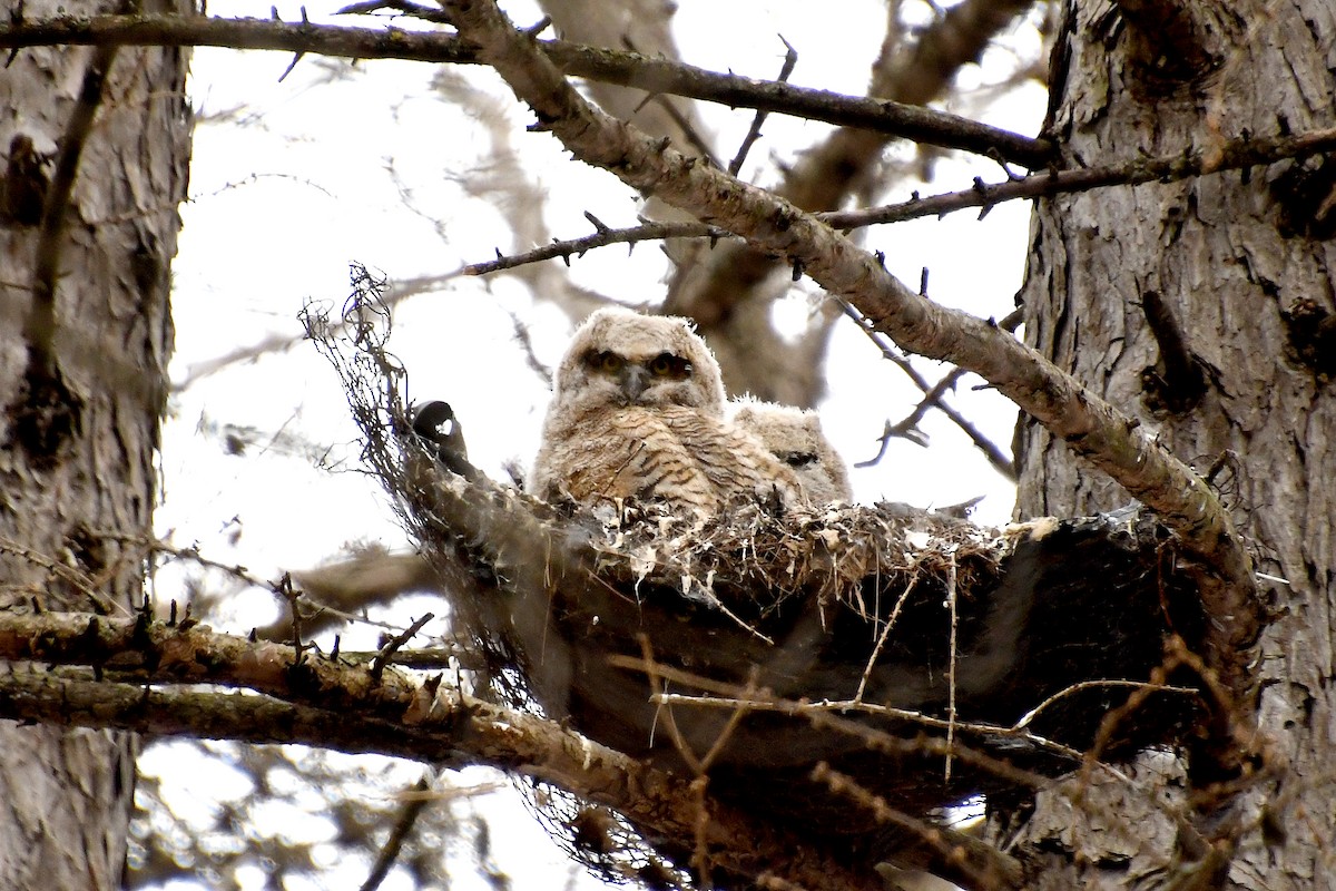 Great Horned Owl - Linn H