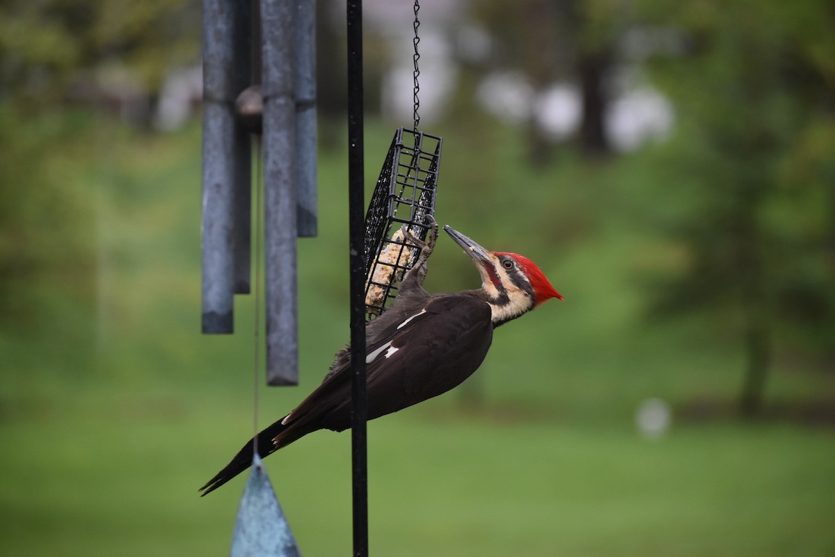 Pileated Woodpecker - Greg Wilver