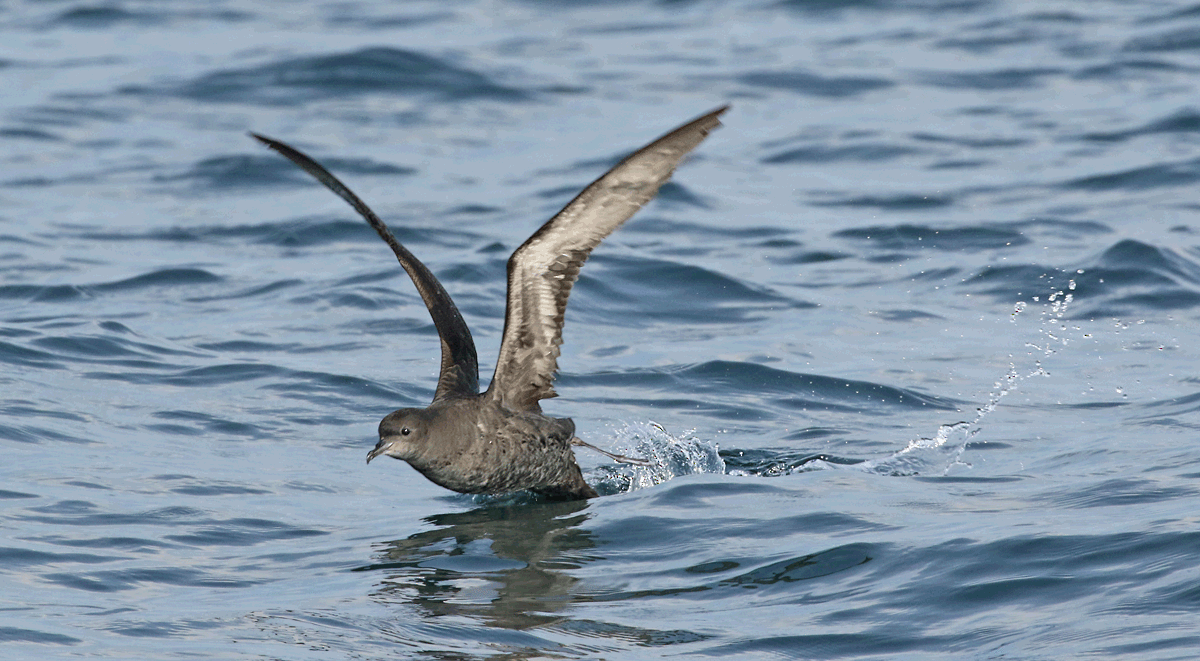 Short-tailed Shearwater - Dave Bakewell
