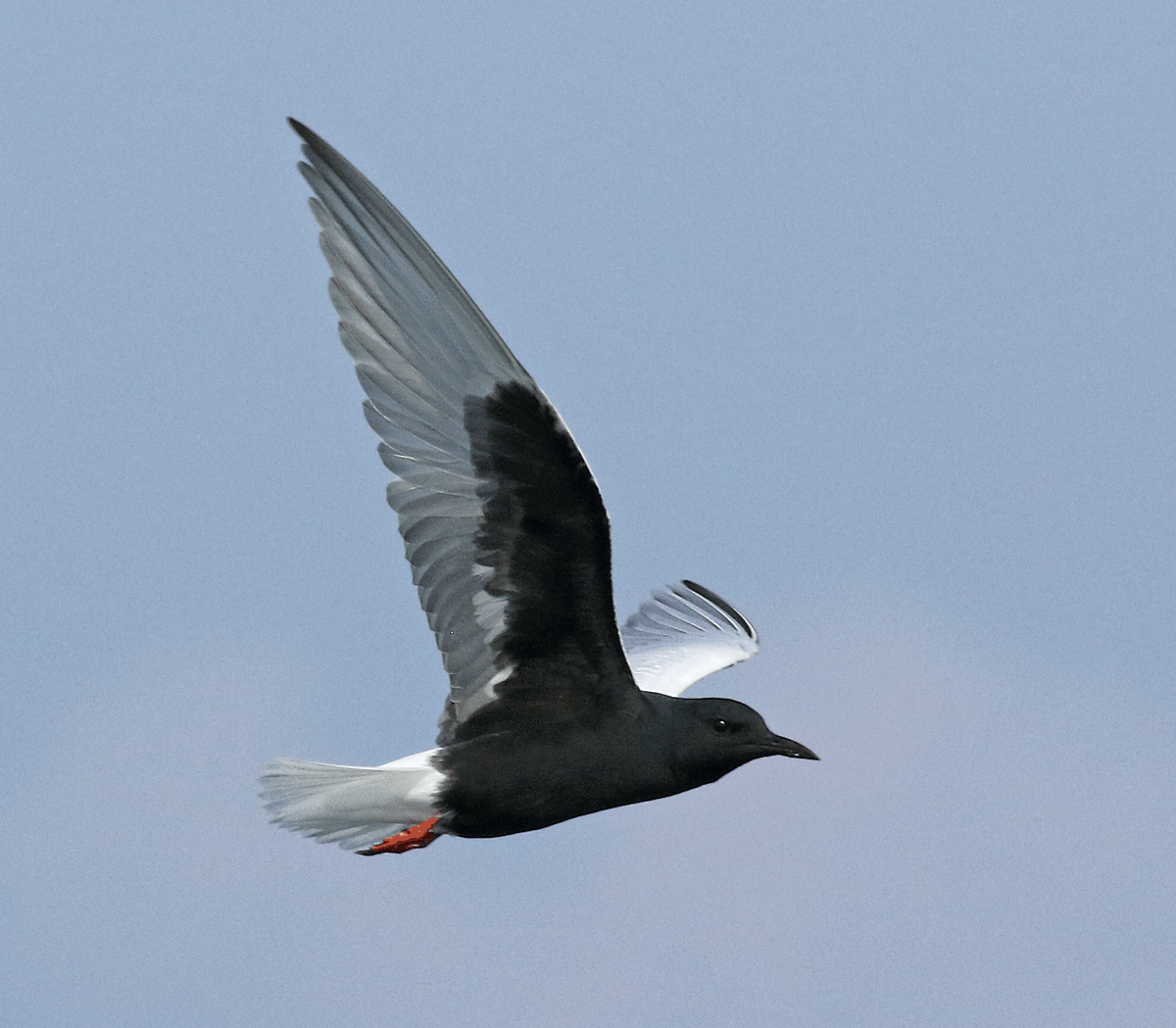 White-winged Tern - ML100123441