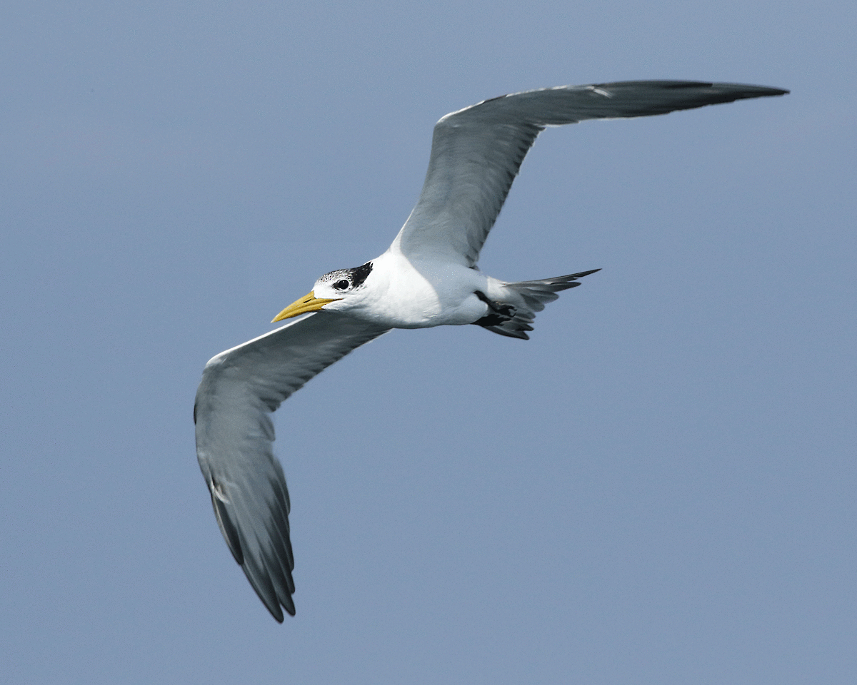 Great Crested Tern - ML100123701
