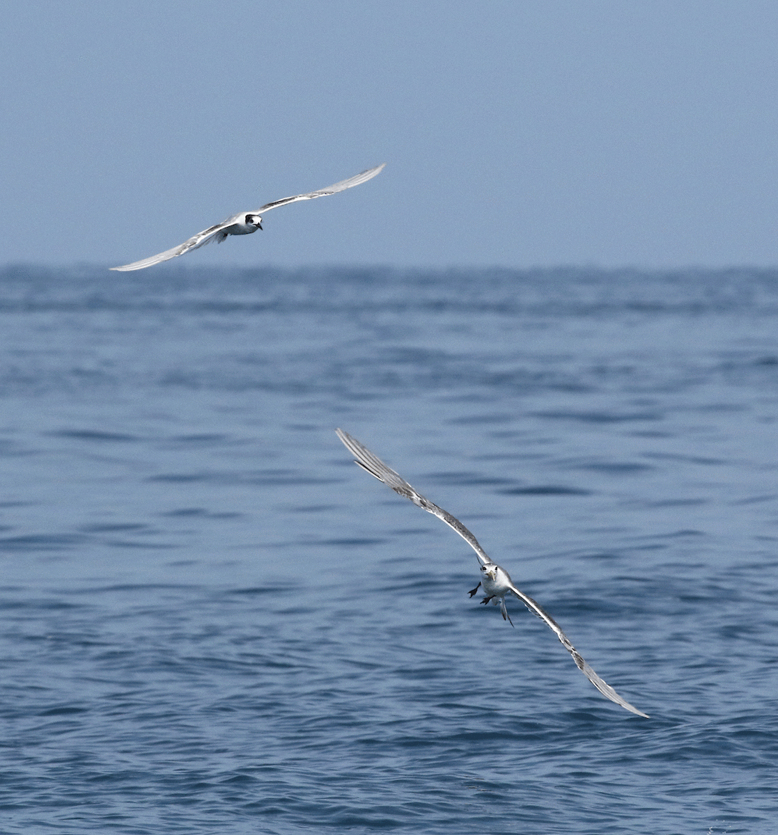 Great Crested Tern - ML100123711