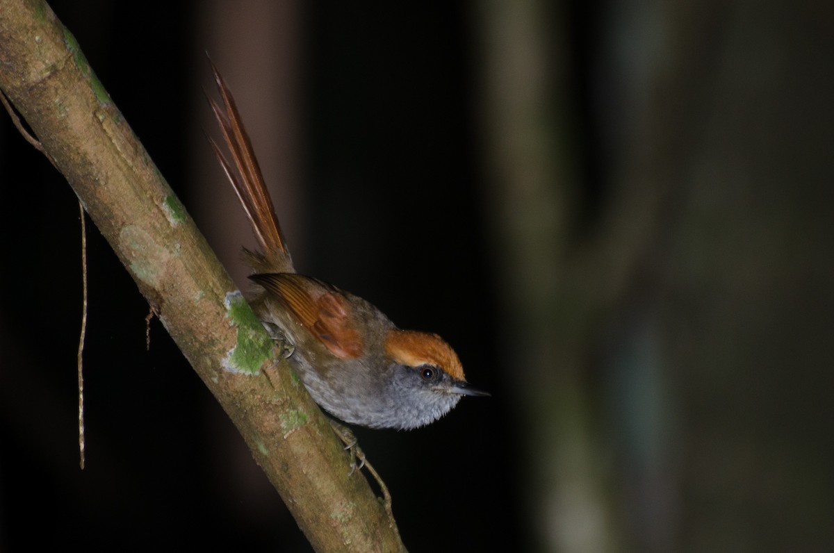 Rufous-capped Spinetail - Marcos Eugênio Birding Guide