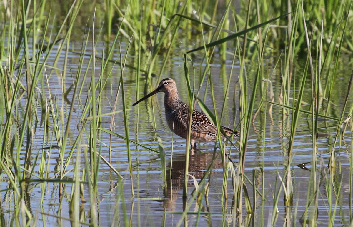 Long-billed Dowitcher - ML100126381