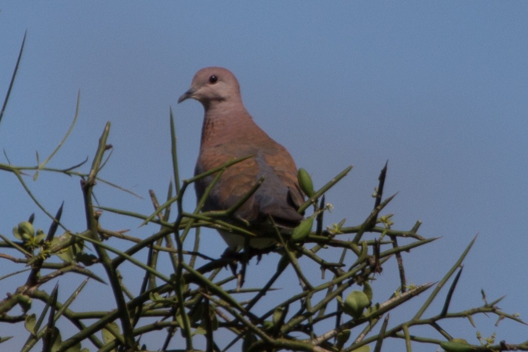 Laughing Dove - ML100127181