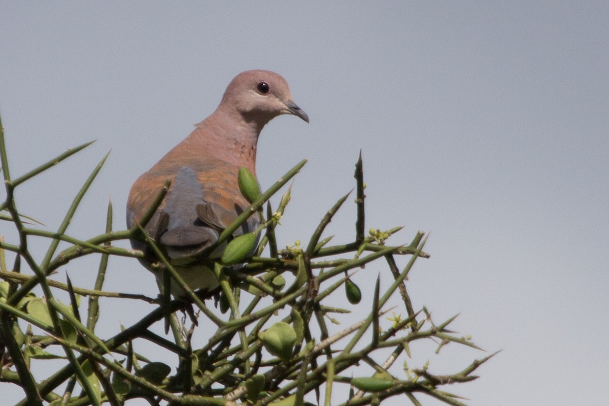 Laughing Dove - ML100127401