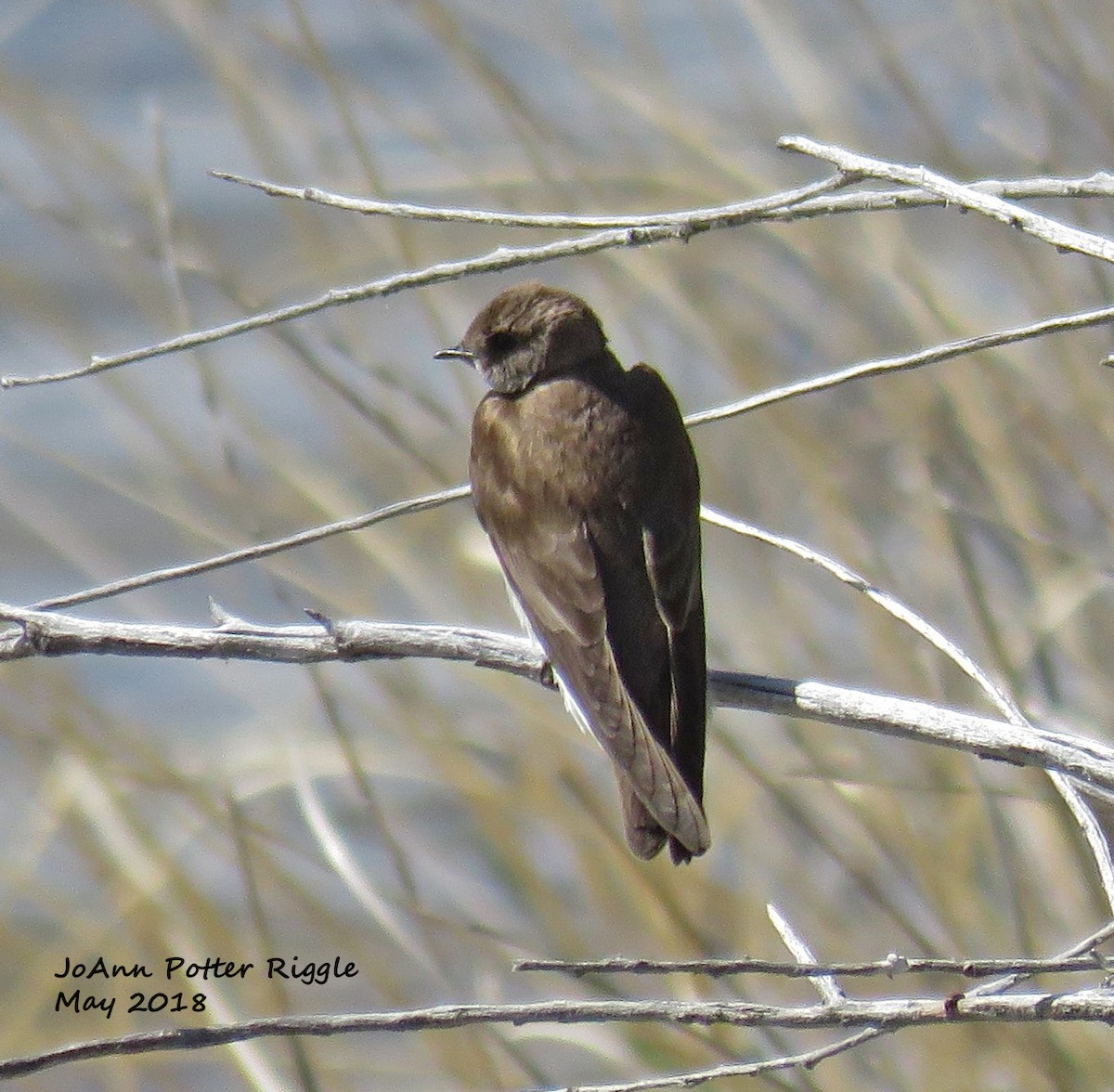 Northern Rough-winged Swallow - ML100128761