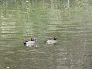 Blue-winged Teal, ML100129481