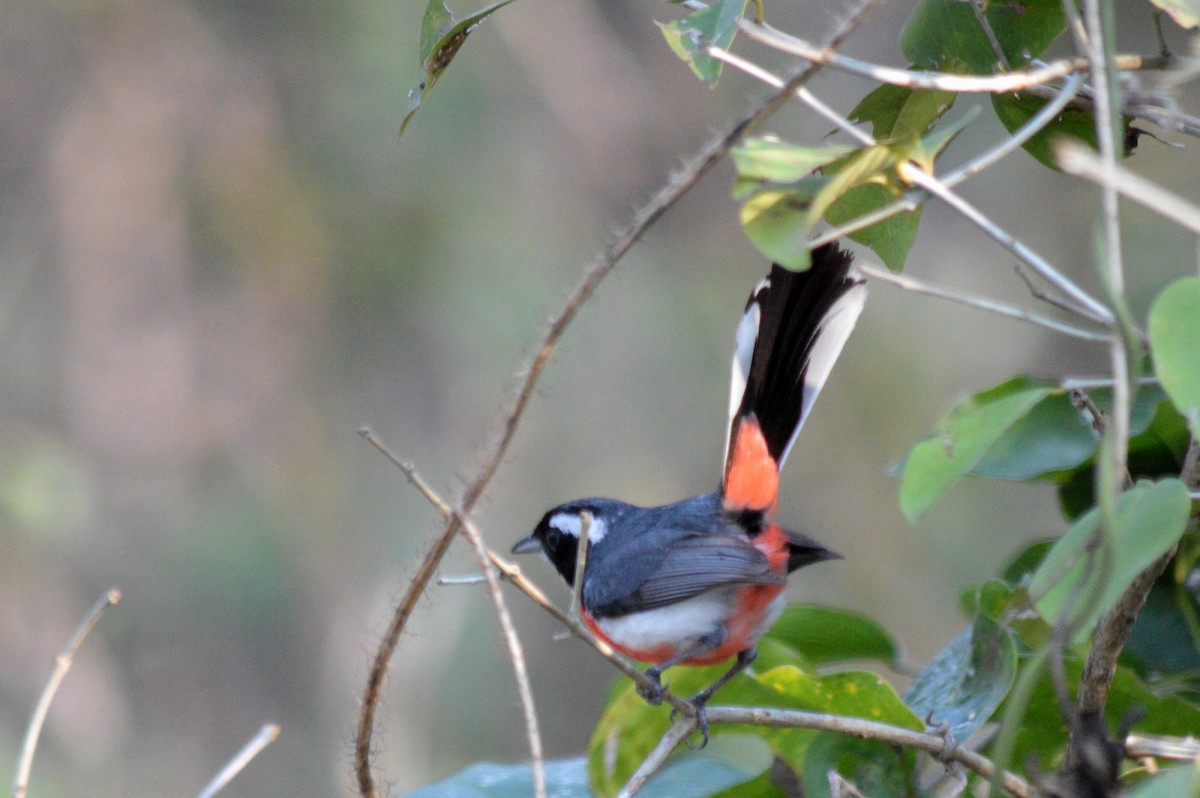 Red-breasted Chat - ML100129781