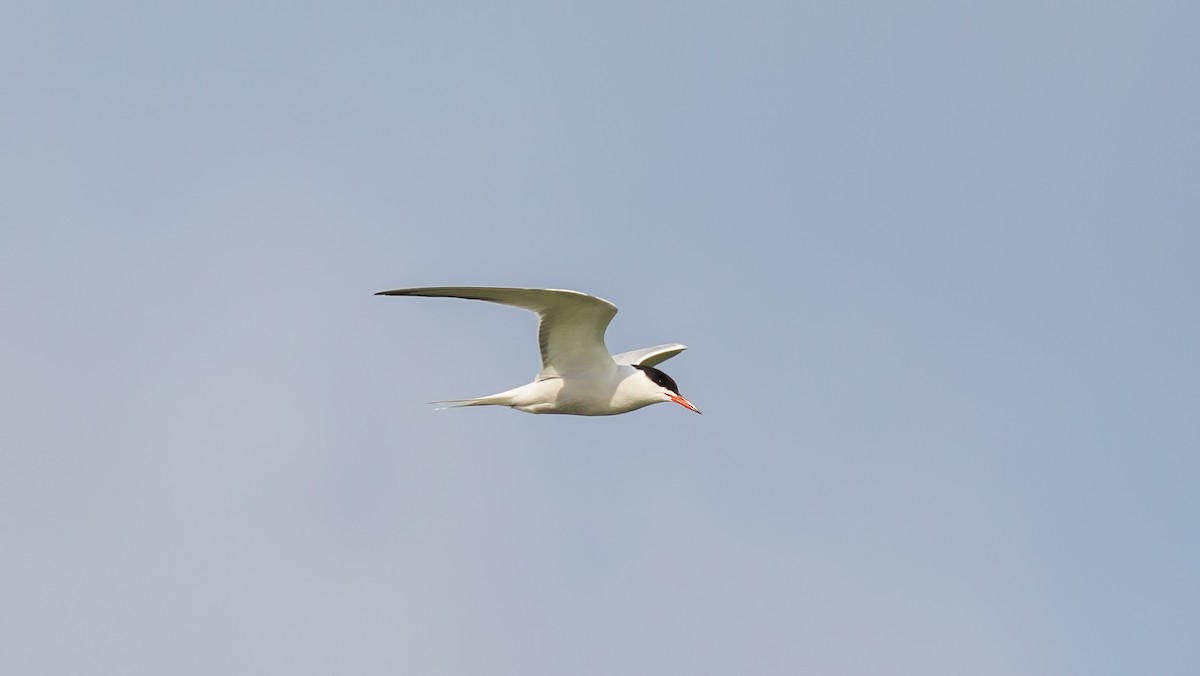 Common Tern - Panayotis Pantzartzidis