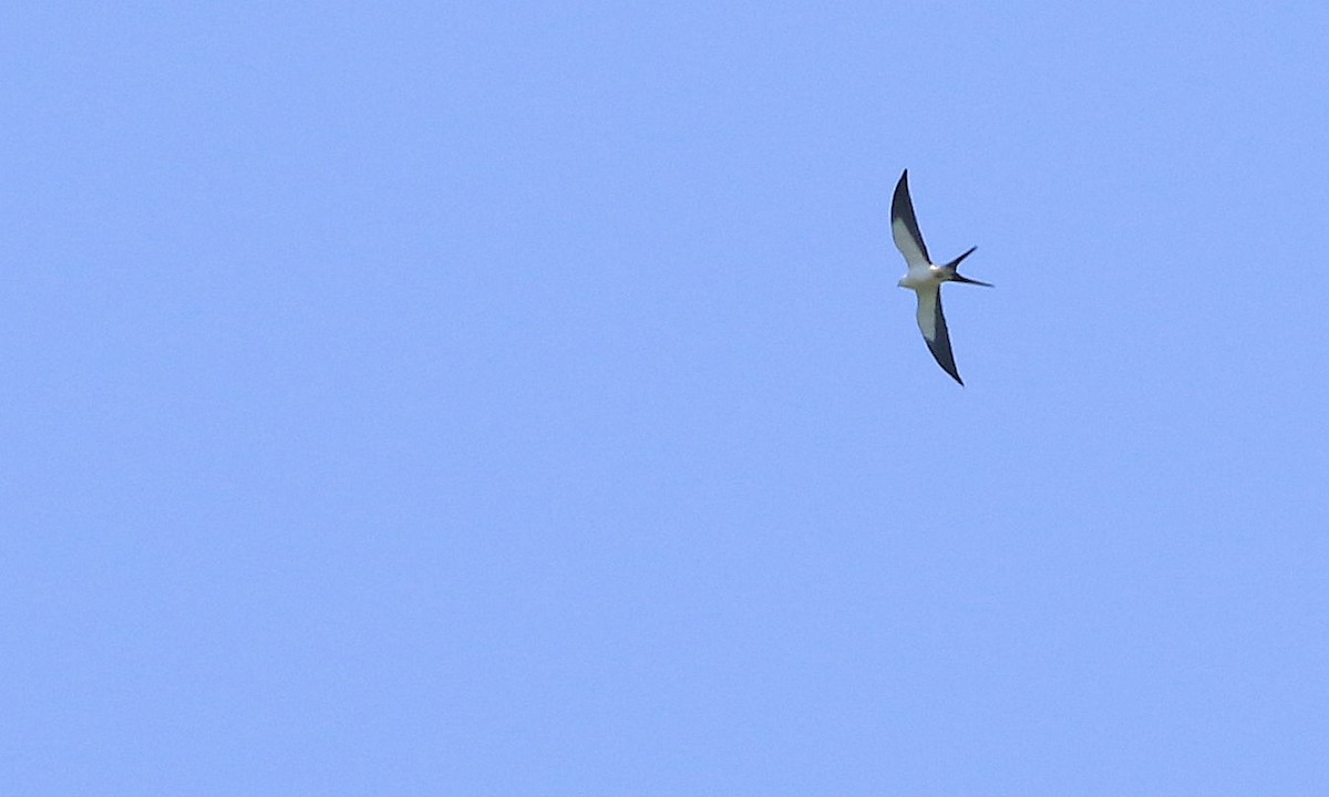 Swallow-tailed Kite - ML100131601